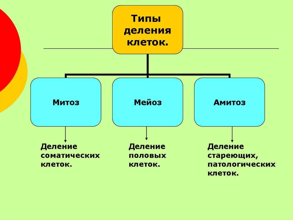 Виды деления клеток. Тип деления стареющих клеток. Типы деления клеток. Типы деления соматических клеток. Амитоз Тип деления.