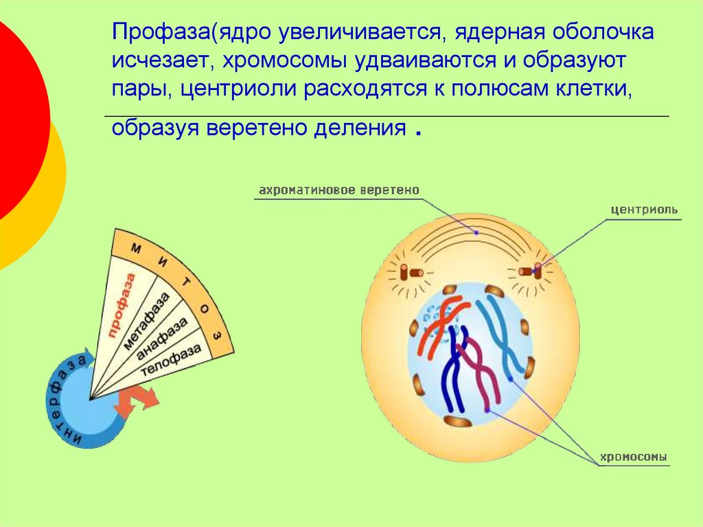 Спирализация хромосом исчезновение ядерной оболочки