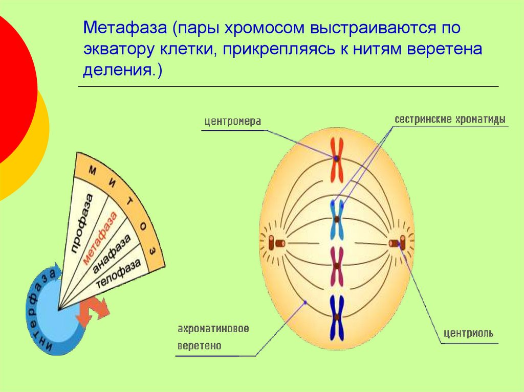 Хромосомы на экваторе