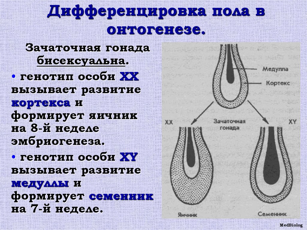 Биологический пол картинка.