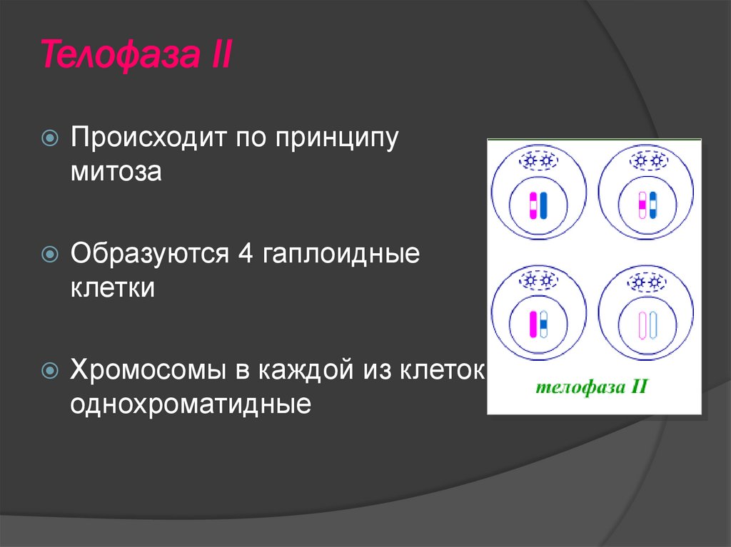 Мейоз. Механизм мейоза - презентация онлайн