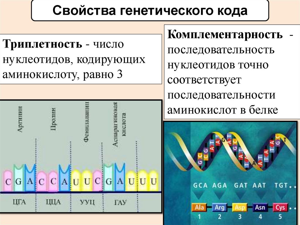 3 генетический код свойства генетического кода