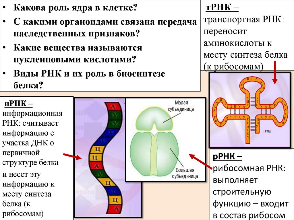 ИРНК ДНК ТРНК функции. Какова роль транспортной РНК. Синтез ТРНК С РНК. Синтез РНК И белков.