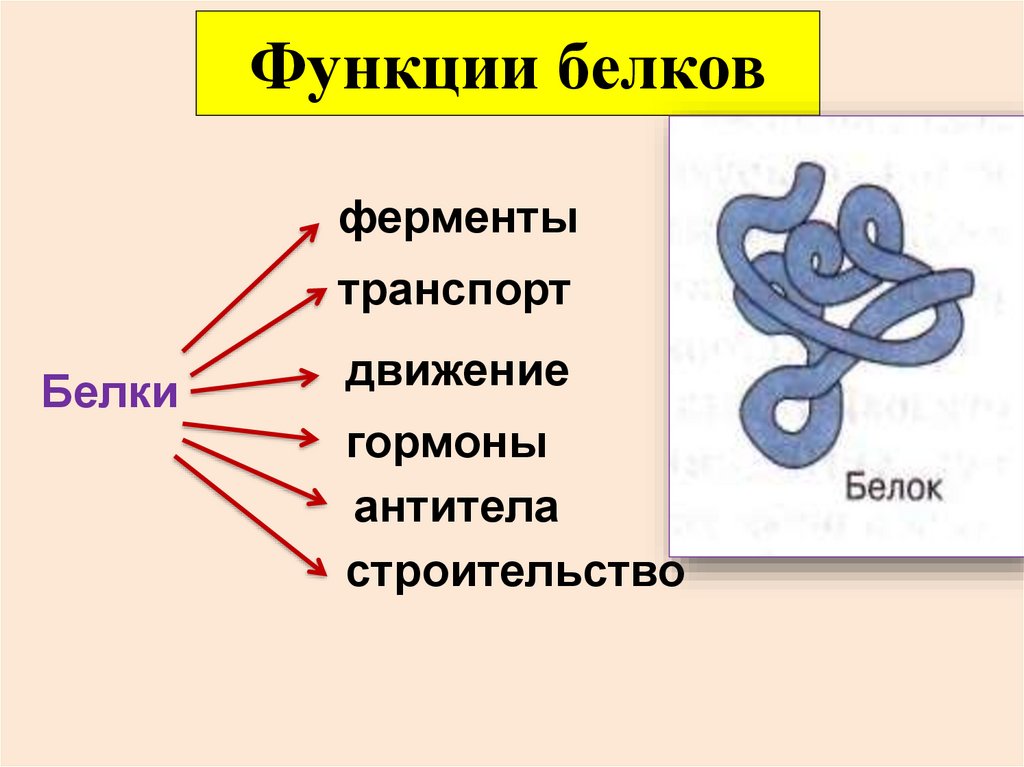 Белки класс соединений. Функции белков биология 9 класс. Структура белка биология. Белок строение и функции. Функции структур белка.