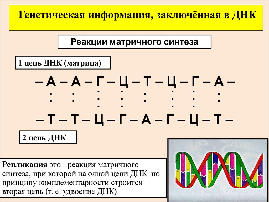 Достраивание нуклеотидов по принципу комплементарности. Цепочка ДНК А-Ц-Г-Т-А-Г-Ц-Т-А-Г вторая цепь. А Г Ц А Т Т Г Ц А ДНК 2 цепь. Биосинтез белка принцип комплементарности. Биосинтез белка 1ц ДНК А-Т-Т-Ц-Ц-Г-А-Т-А.