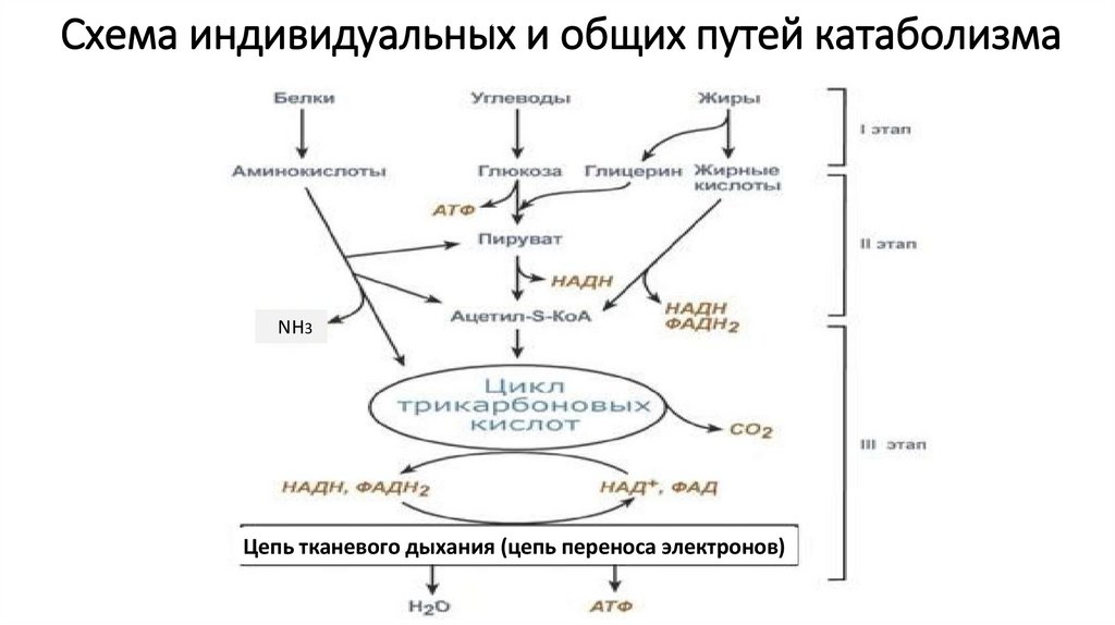 Схема общего пути катаболизма