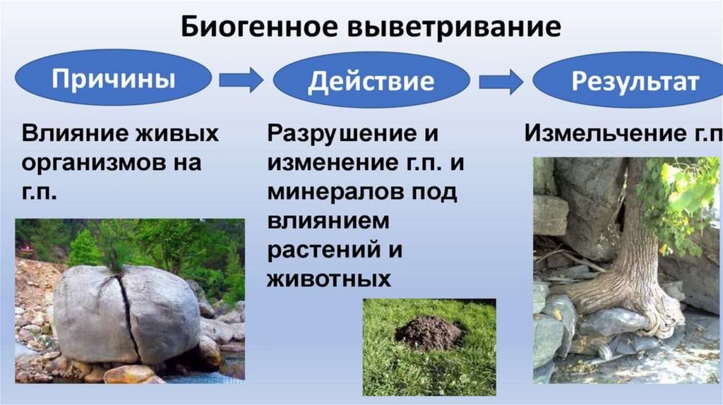 Биологический вид выветривания