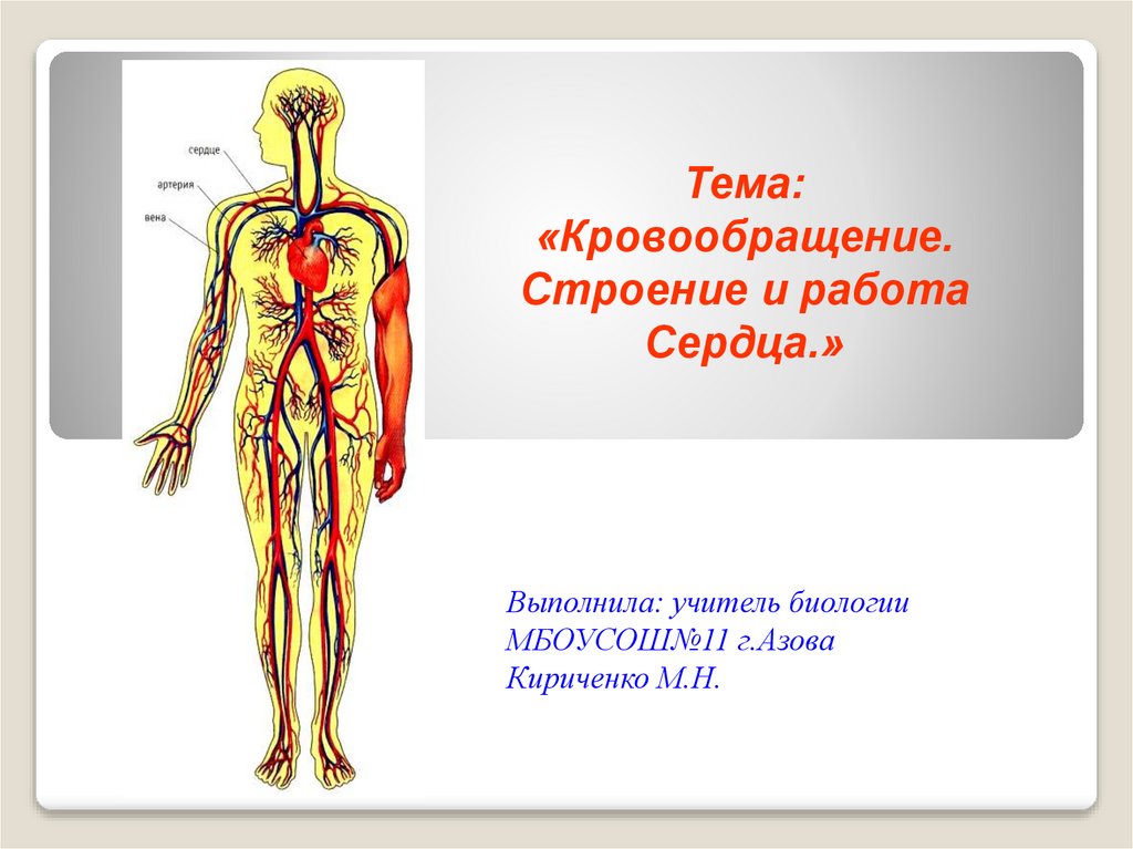 Органы кровообращения строение и работа