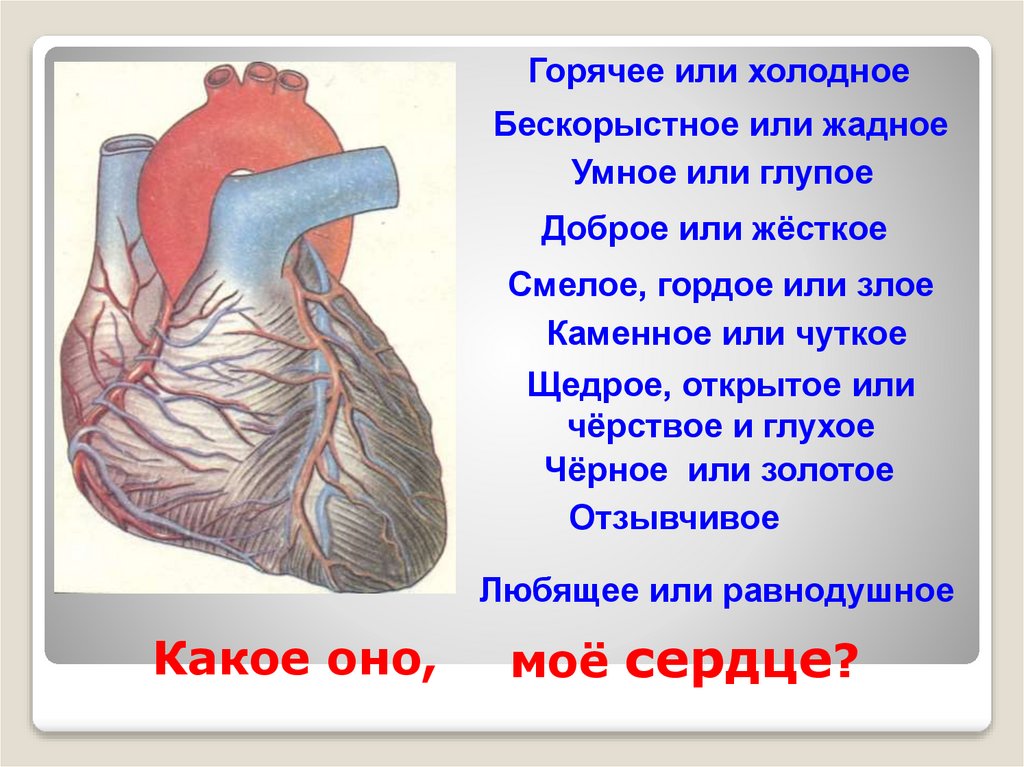 Кровообращение сердца 8 класс. Строение сердца. Строение сердца презентация. Работа сердца презентация. Строение сердца человека.