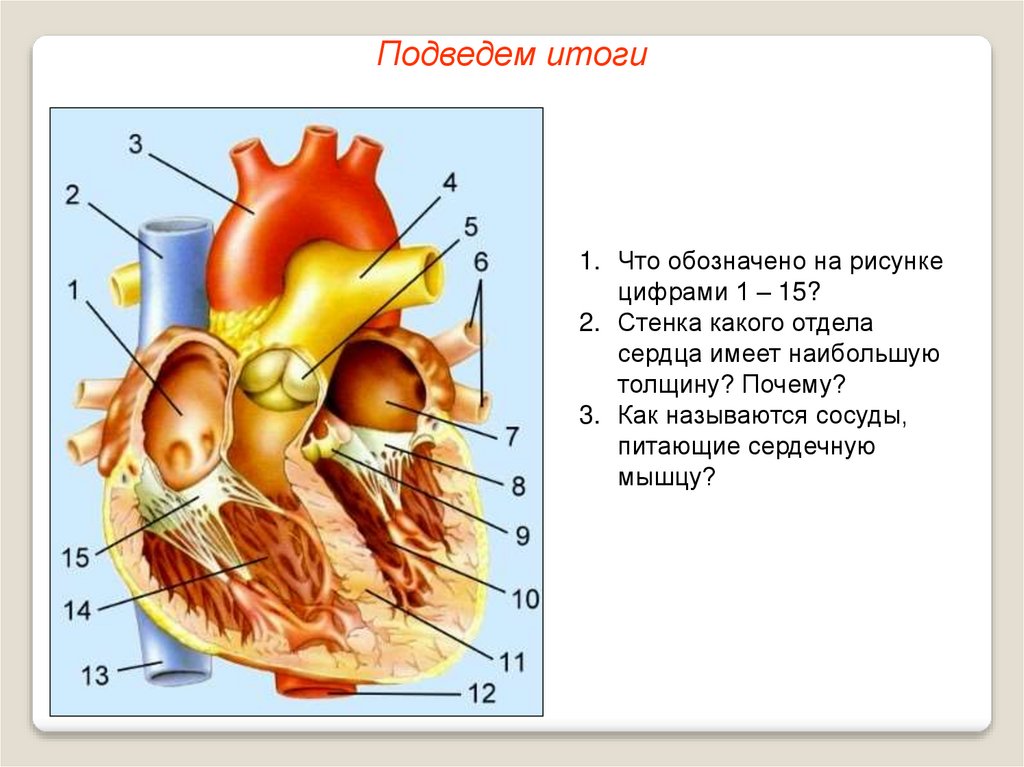 Отделы сердца