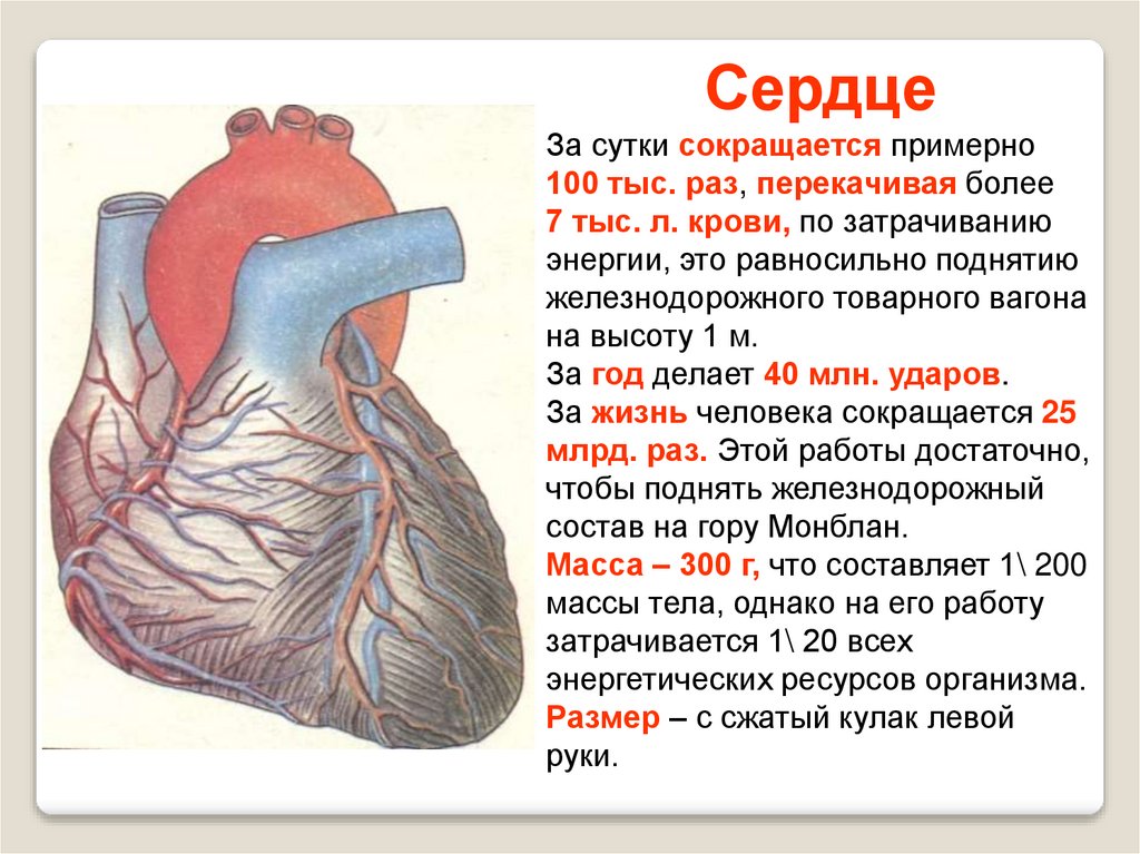 Сердце человека литература