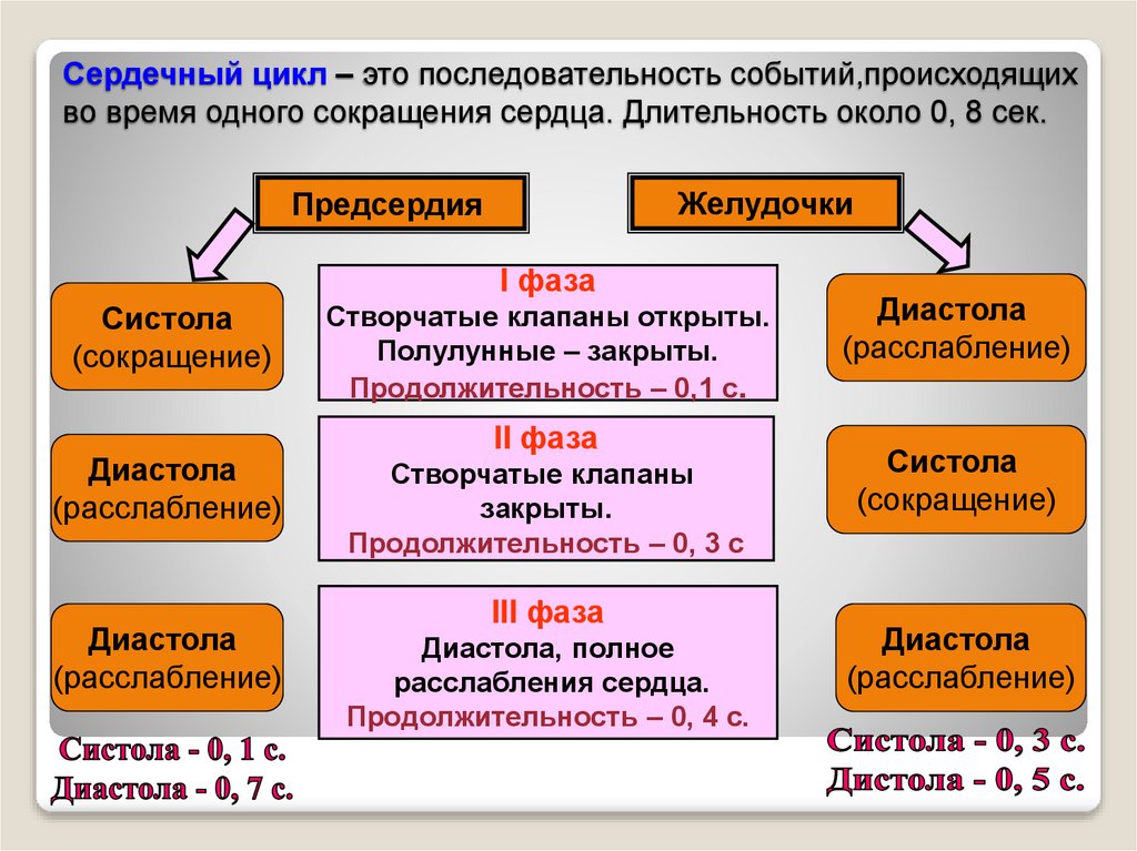 Сердечный цикл. Последовательность фаз сердечного цикла. Сердечный цикл физиология. Фазы сердечного цикла физиология. Сердечный цикл его структура.