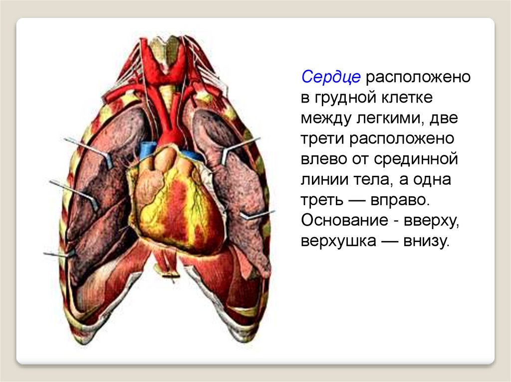 Сердце находится. Расположение сердца в грудной. Сердце расположено между легкими. Сердце расположено в грудной клетке между.