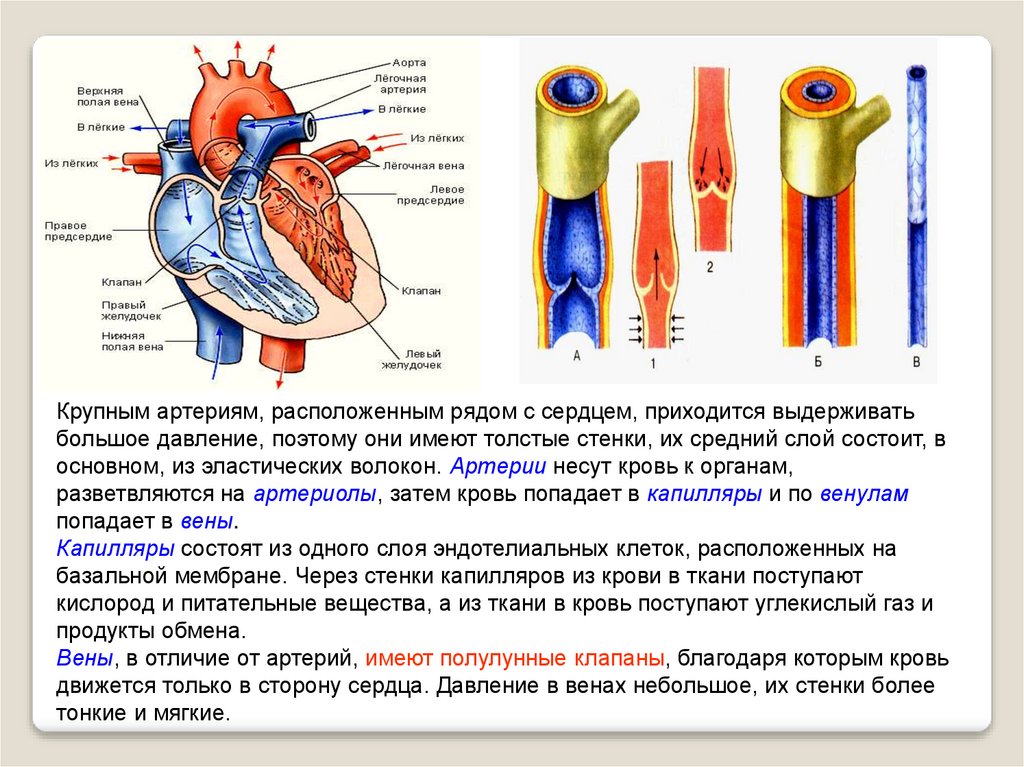 Особенности строения артерий вен. Строение сердца сосуды сердца. Строение сердца 8 класс биология. Строение сосудов артерия Вена капилляр. Кровеносные сосуды биология 8 класс.