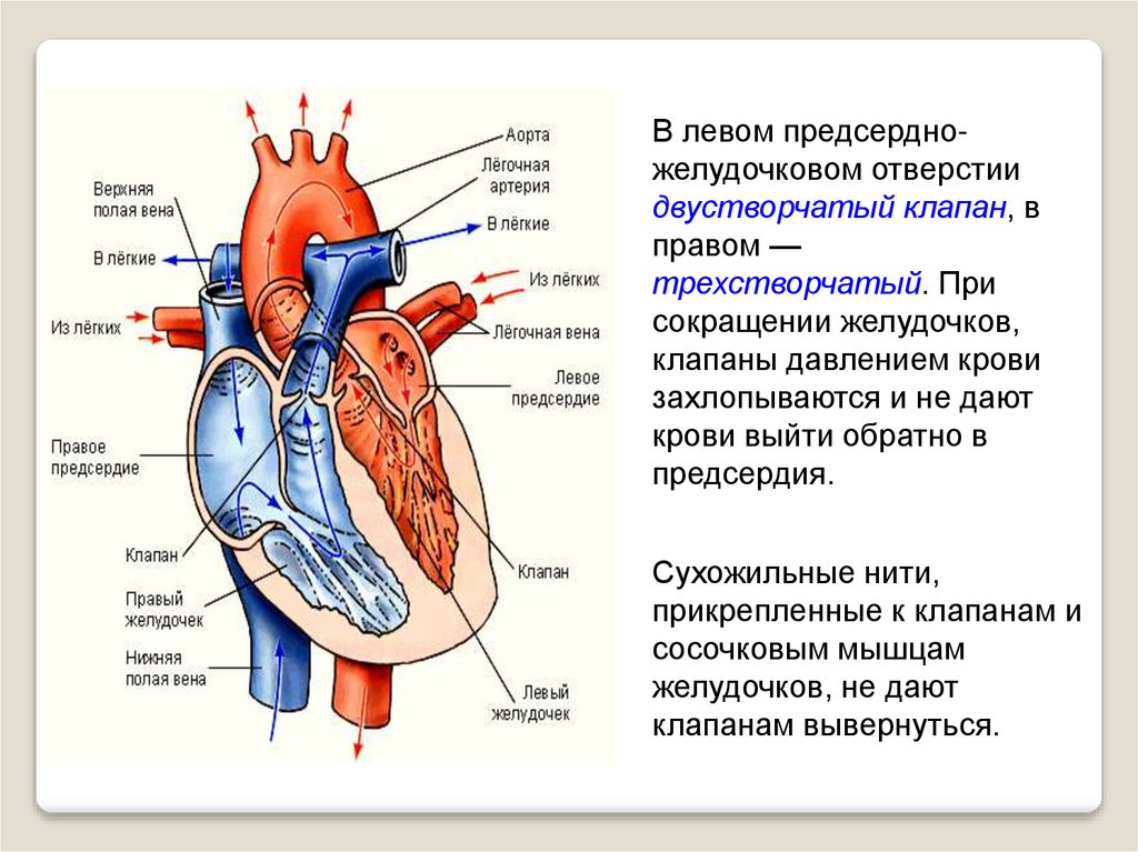 В левое предсердие открываются. Клапан правого предсердно-желудочкового отверстия. Левый предсердно-желудочковый клапан. Клапан левого предсердно желудочкового отверстия. Клапаны сердца правый предсердно желудочковый клапан.