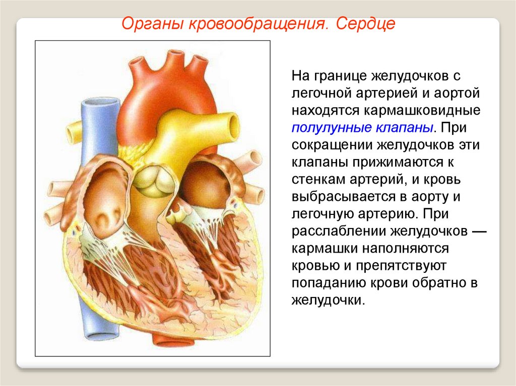 Кровообращение сердца 8 класс. Органы кровообращения строение и работа сердца. Строение сердца биология 8. Сердце для презентации. Строение сердца 8 класс биология.