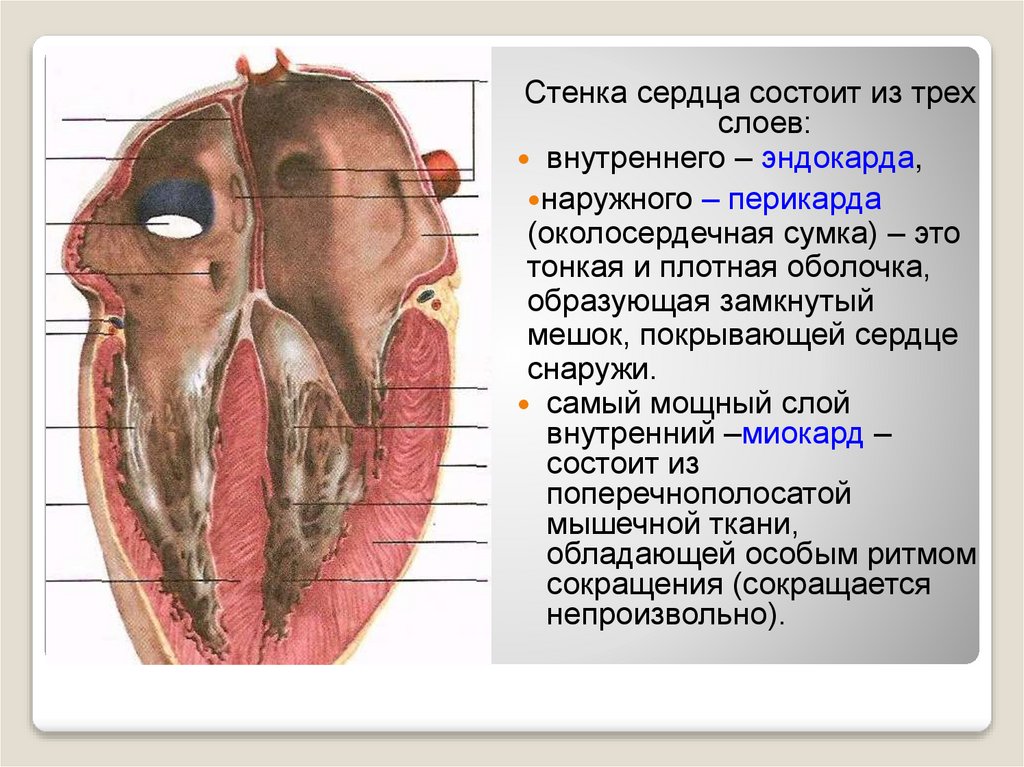 Слои сердца. Стенки сердца. Стенки сердца анатомия. Наружная стенка сердца. Стенка сердца состоит.