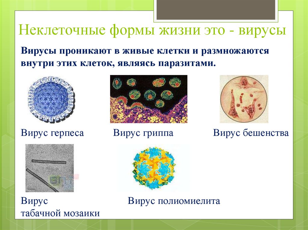 Неклеточные формы жизни вирусы бактерии. Неклеточные структуры клетки. Строение клеток и неклеточных структур. Неклеточные структуры клетки гистология. Уровни организации неклеточные.