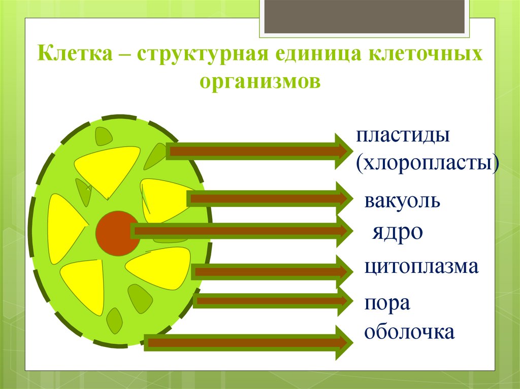 Клетка это единица измерения. Структурные единицы клетки. структурная единица клетка простая схема. тема клетка единица живого. клетка как структурная единица всего живого на земле.