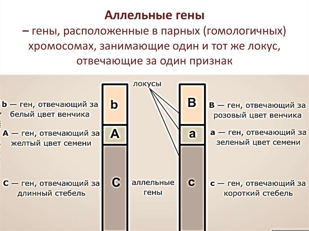 Краткий словарь основных понятий и терминов, использующихся в генетике