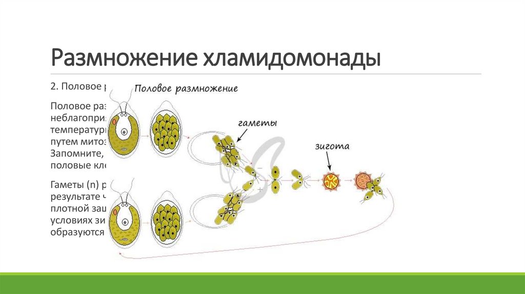 Размножение низших растений. Отдел зеленые водоросли. Размножение хламидомонады рисунок с подписями.