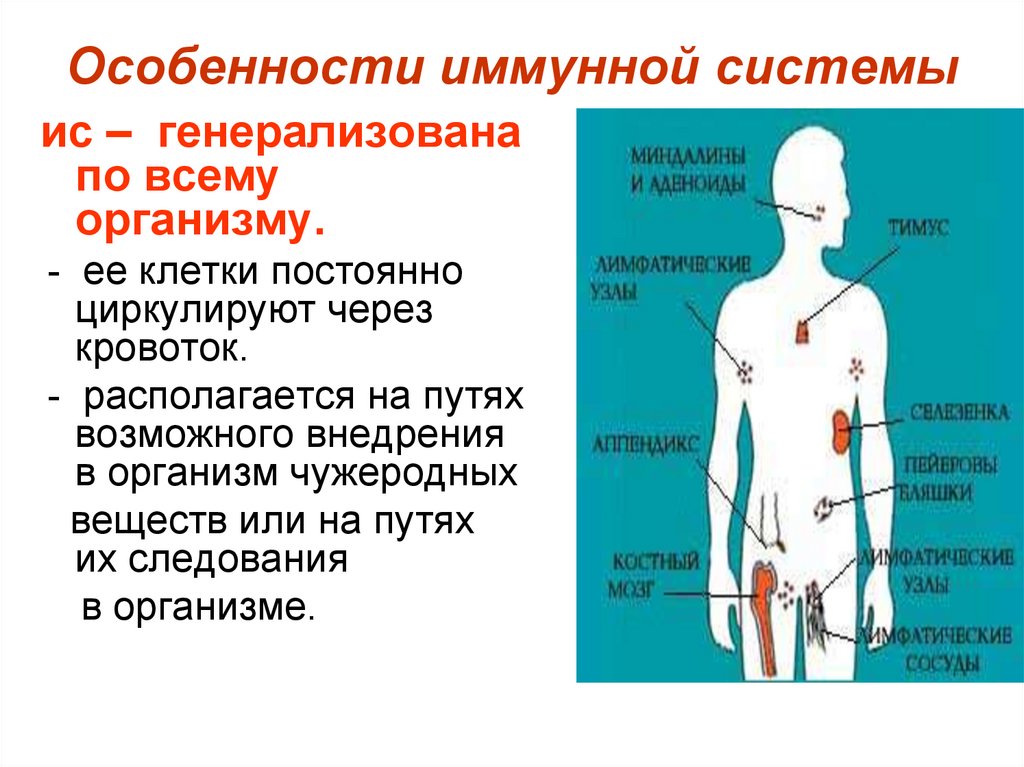 .Система желез внутренней секреции. Функции. Железы внутренней секреции строение. Эндокринные железы человека схема. Функции желез эндокринной системы.