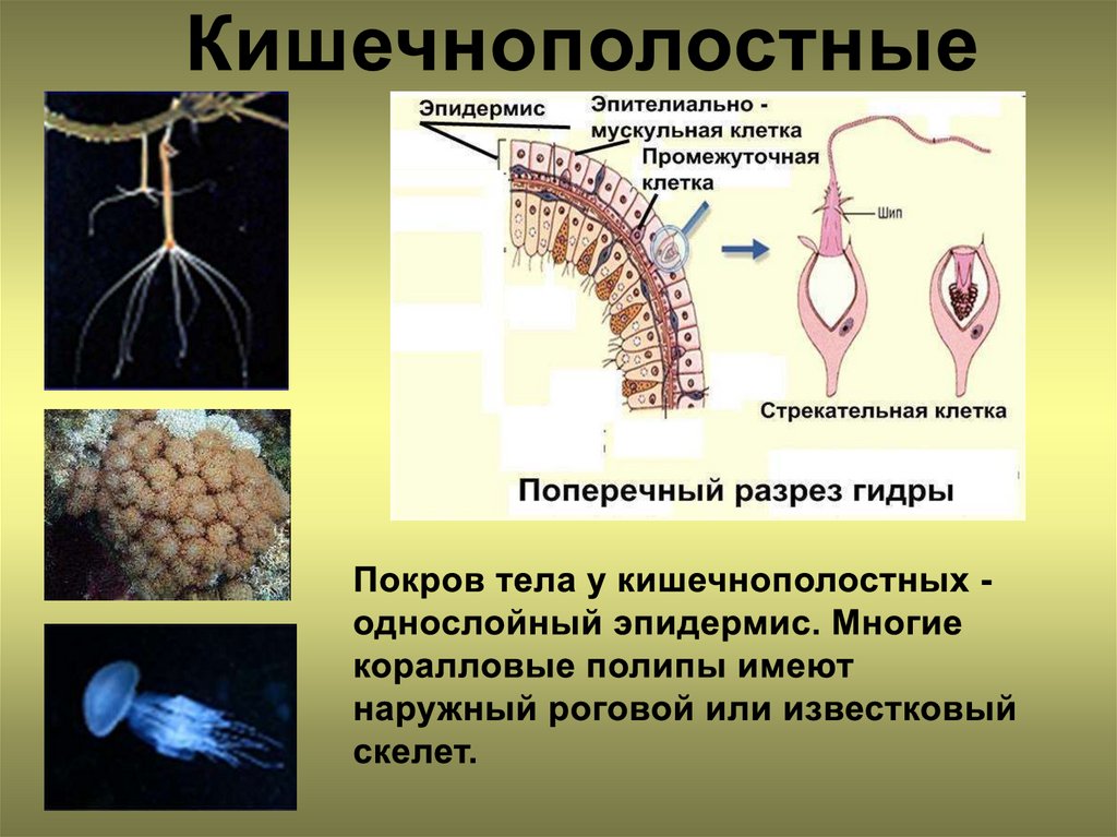 Эволюция покровов тела животных презентация