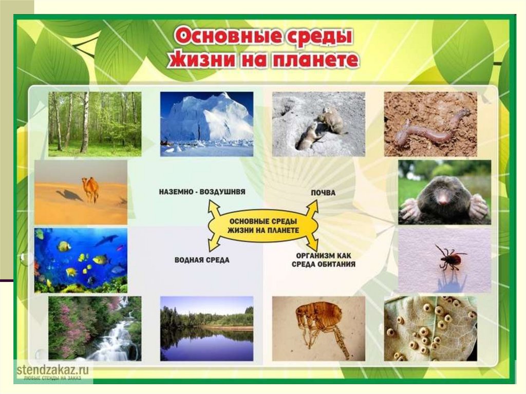 Как называется та среда в. Как называется та среда в