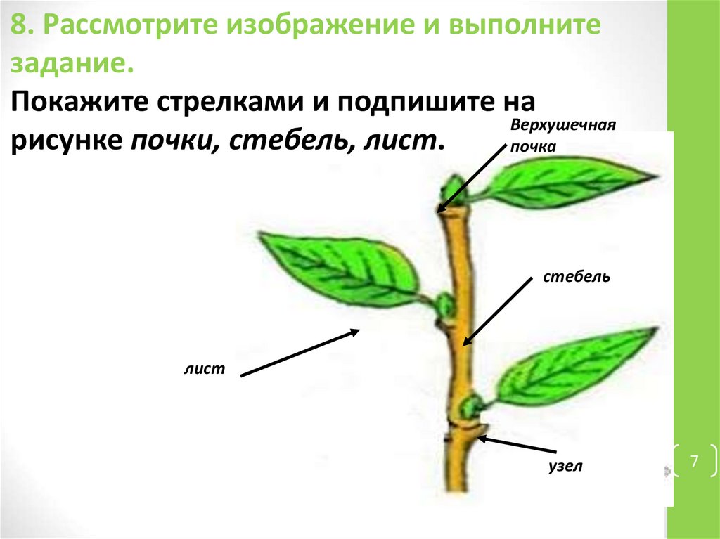 Покажите стрелками и подпишите на рисунке завязь лепесток тычиночная нить