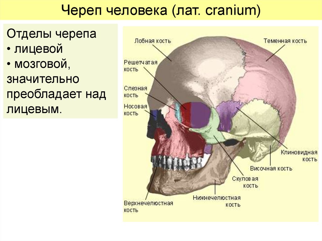 Мозговой череп представлен