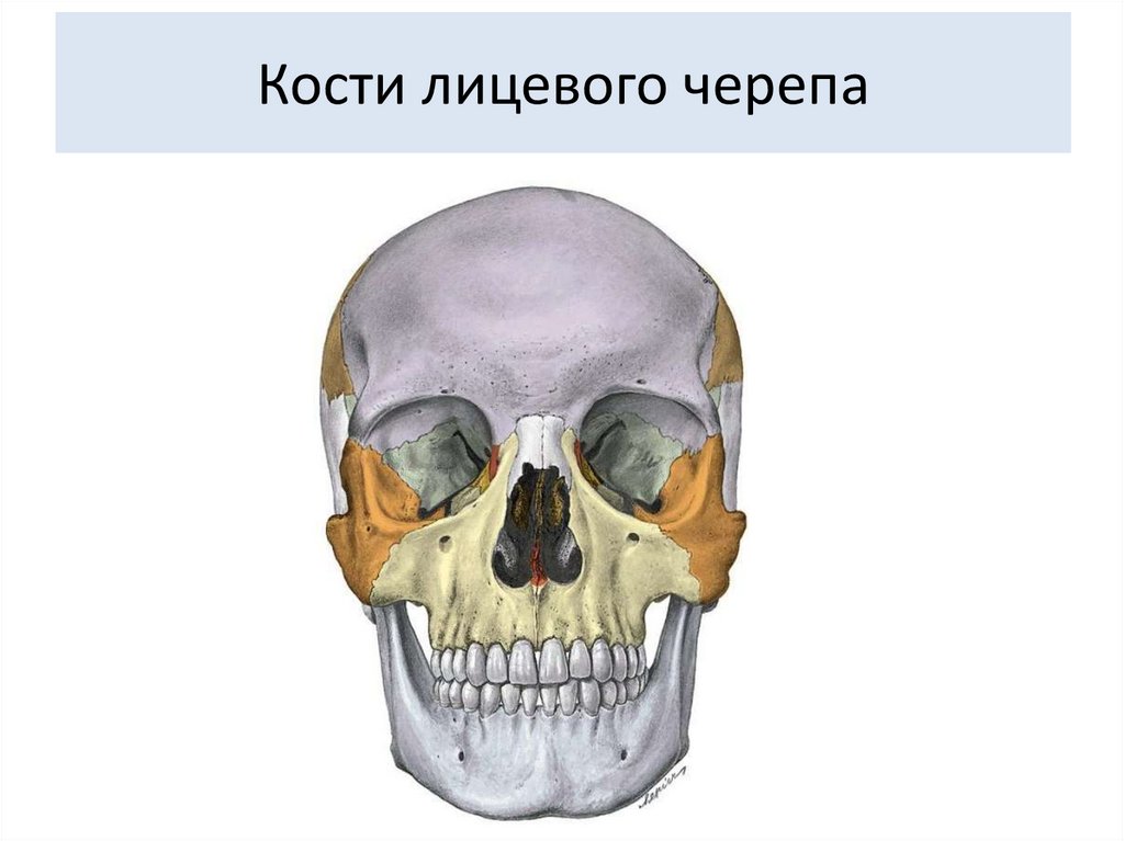 Кости лицевого черепа. Лицевые кости. Лицевая кость. Ориентиры лицевого черепа. Полости лицевого черепа