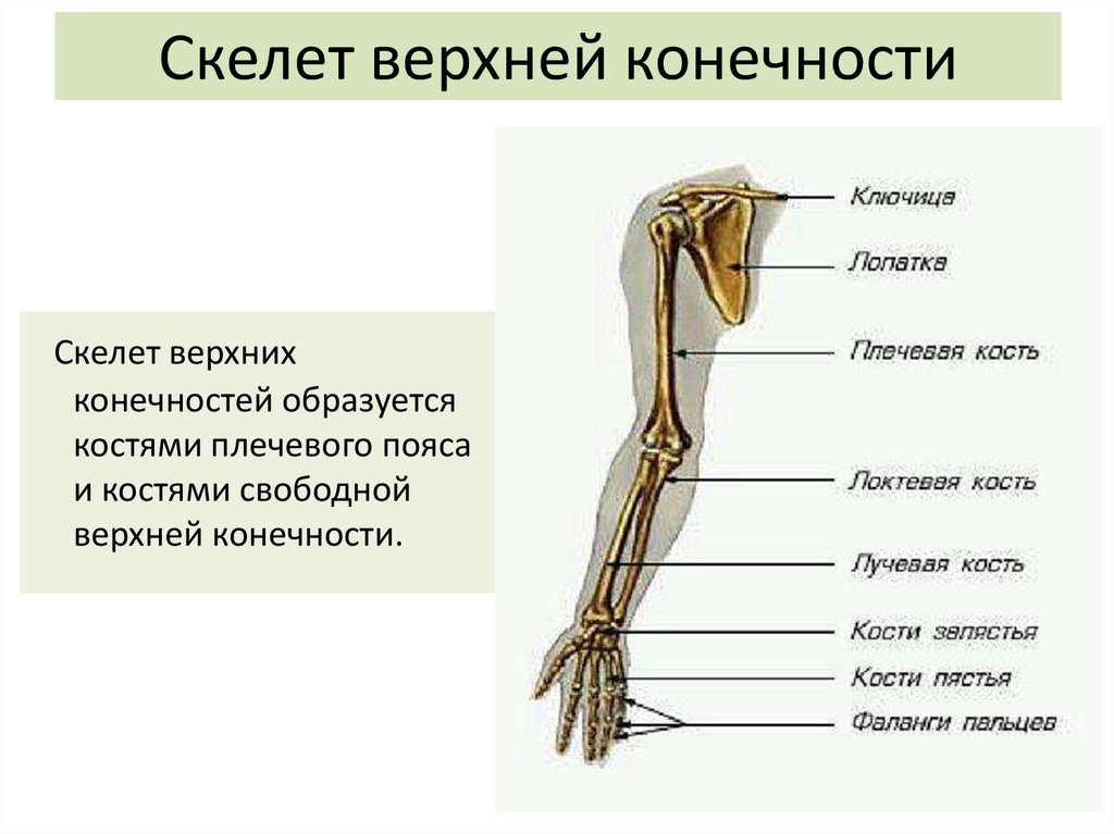 Скелет верхних конечностей лопатка. Строение скелета верхней конечности. Кости верхних конечностей человека анатомия. Скелет пояса верхних конечностей.