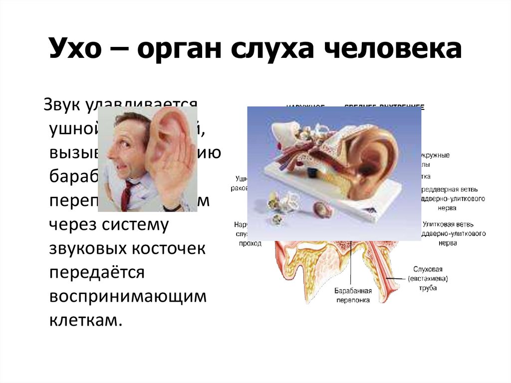 Ухо орган слуха человека