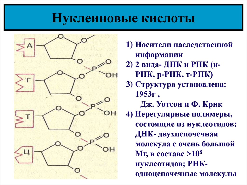 Нуклеиновая кислота химия презентация