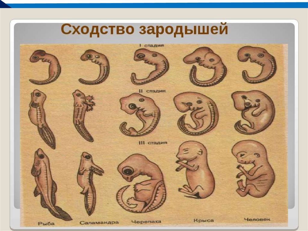 Сходства зародышей человека и животных