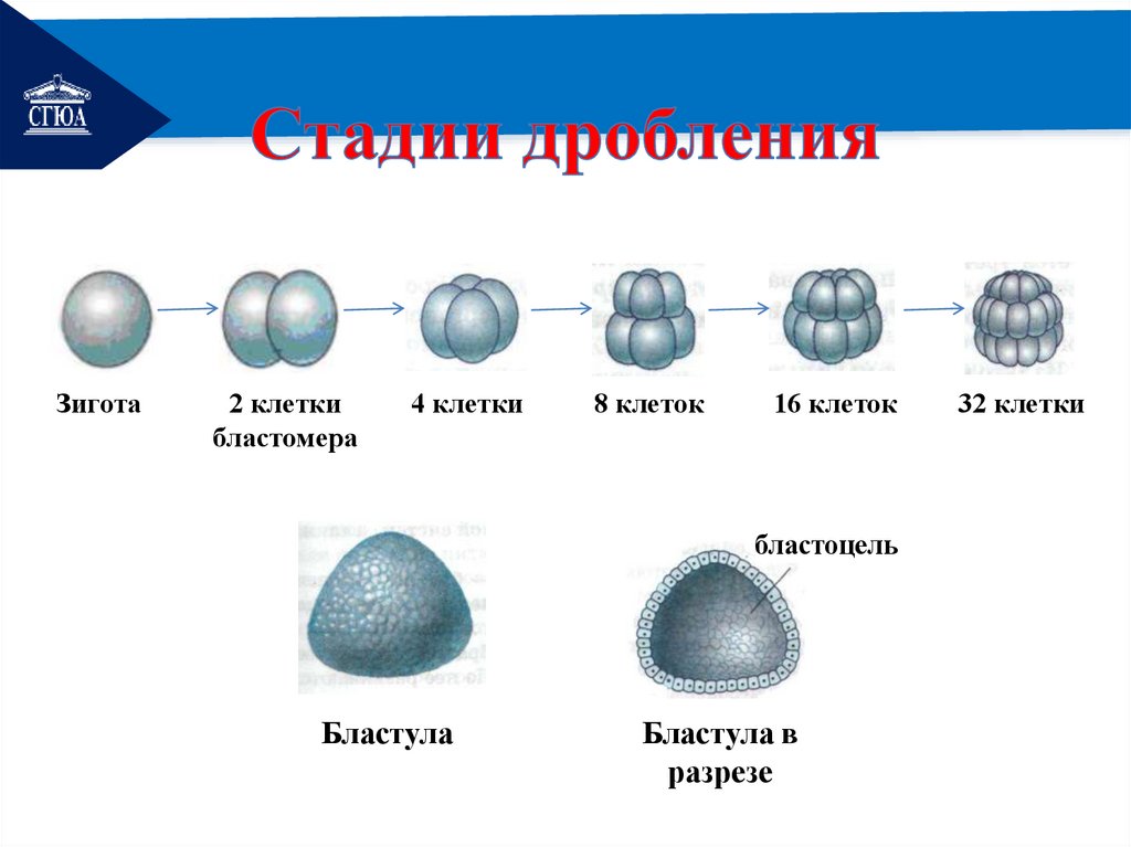 Стадии дробления. Фазы дробления. Степень дробления. Стадии дробления амфибии.