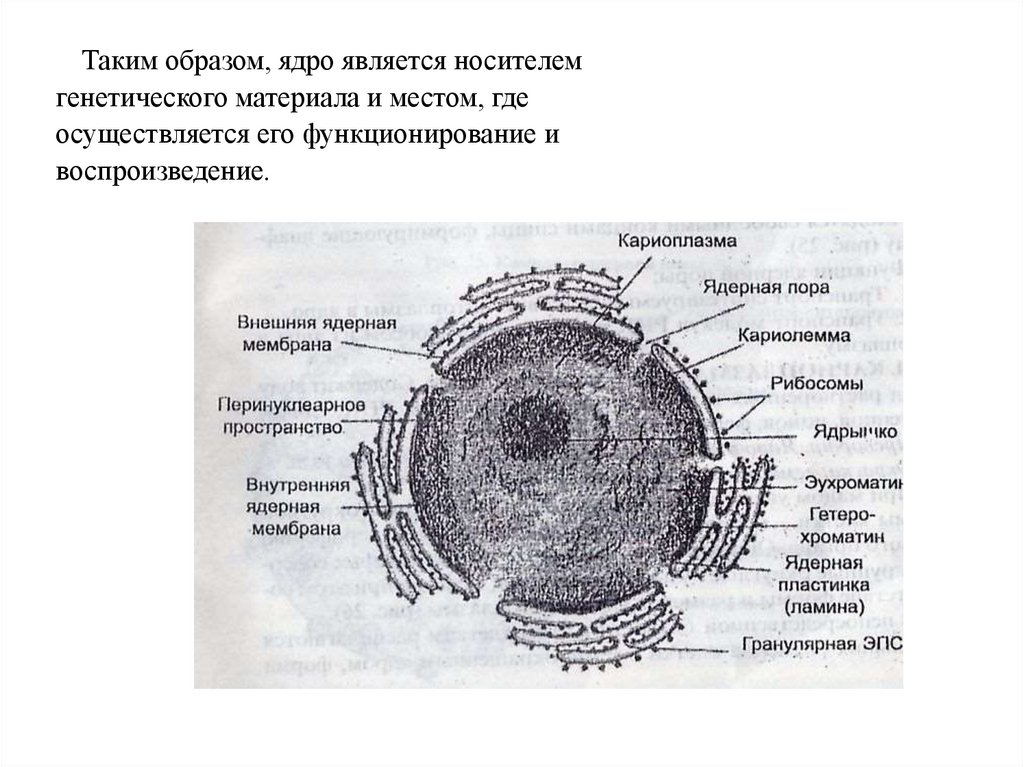 Гетерохроматин (heterochromatin)