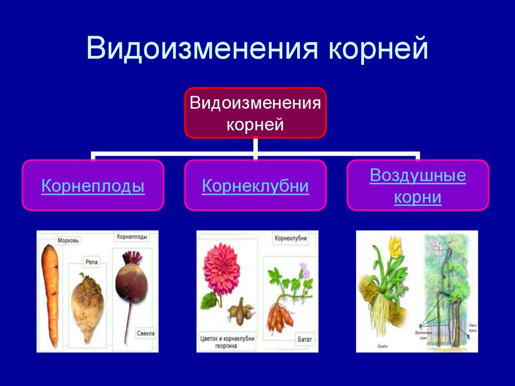 Растения имеющие видоизмененные корни. Видоизменения корня схема.