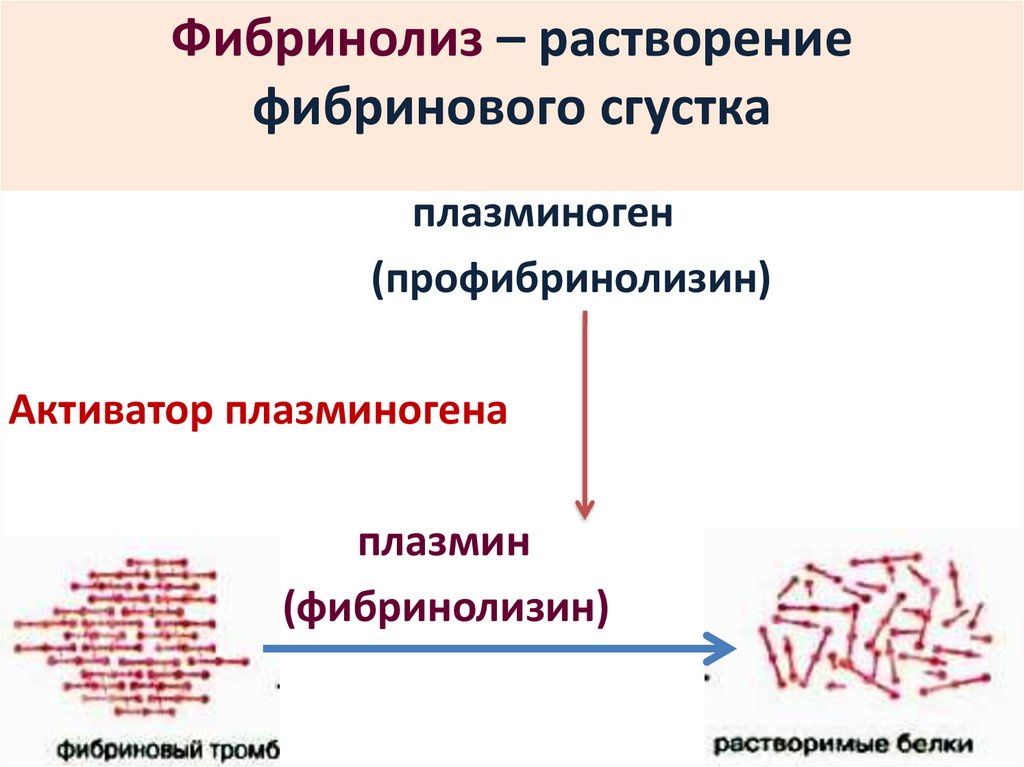 Классификация фибринолитиков. Этапы образования фибринового сгустка. Поколения фибринолитиков. Фибринолитики клиническая фармакология. Фибринолитическая активность крови