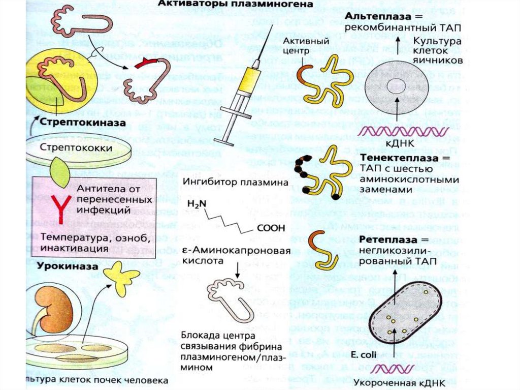 Активаторы плазминогена