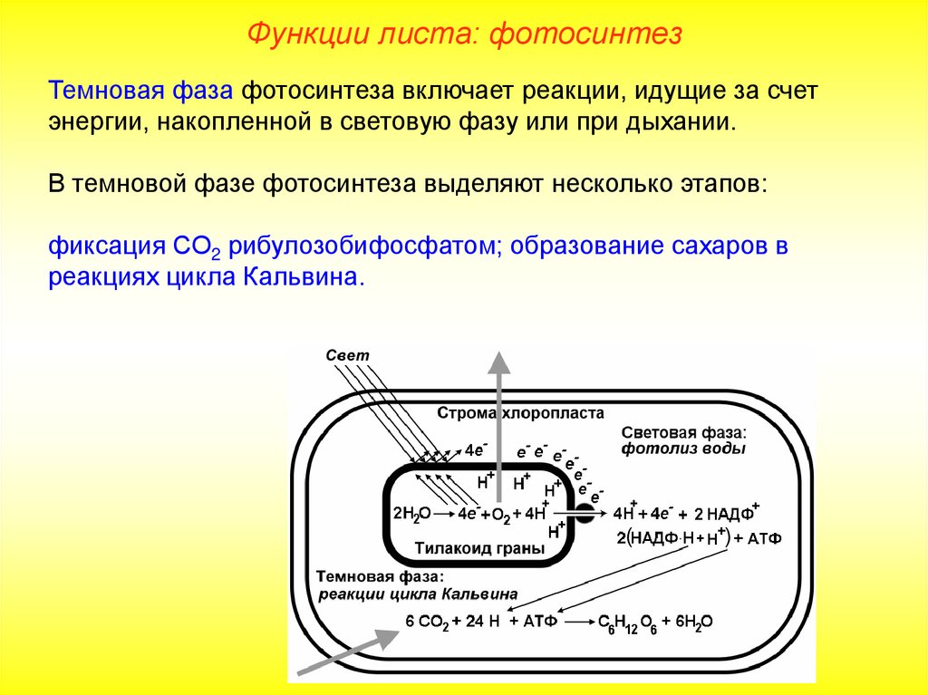 В результате каких процессов образуется со. Выделение кислорода фаза фотосинтеза. Кислородный этап фотосинтеза. Световая и темновая фаза фотосинтеза. Световая стадия фотосинтеза.