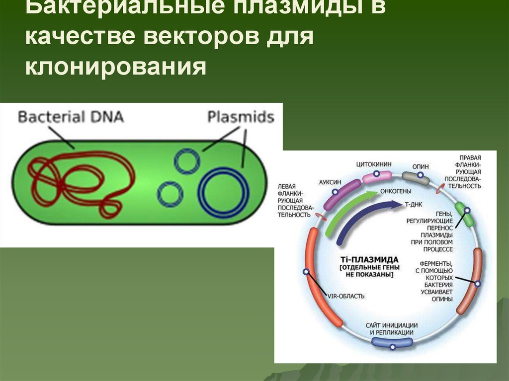 Клонирование плазмиды. Вектора для клонирования в растениях, вирусы и плазмиды. Методы биотехнологии ЕГЭ биология клонирование генов в плазмиды. Лизаты бактерий и фаговые частицы отличия.