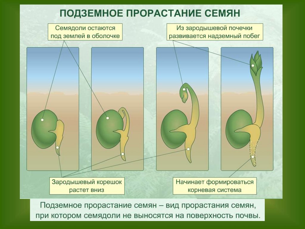 Почему необходим свет для прорастания семян. Способы прорастания семян. Подземный Тип прорастания семени. Надземное и подземное прорастание семян. Условия прорастания семян.