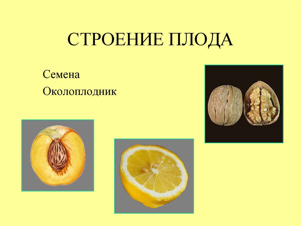 Из каких клеток образуется семенная кожура. Строение плода. Строение плода растения. Строение околоплодника.