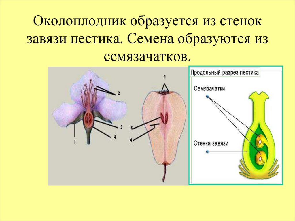 Околоплодник образуется из стенок завязи. Околоплодник и семя. Околоплодник у цветка. Семязачатки в завязи. Характеристики семязачатки развиваются в завязи пестика