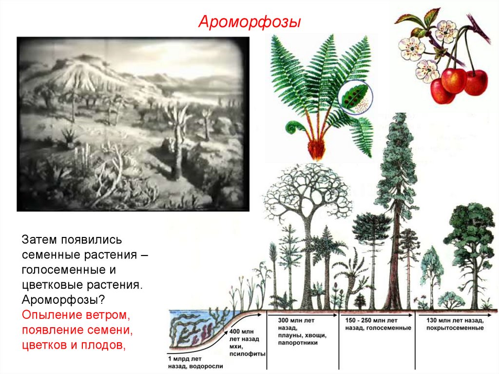 В каком периоде появляются растения. Происхождение растений Эволюция Голосеменные. Ароморфозы споровых растений. Появление голосеменных растений ароморфозы. Псилофиты ароморфозы.