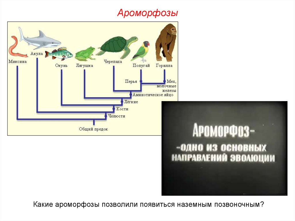 Направления и результаты эволюции. Ароморфозы членистоногих. Ароморфозы насекомых. Процесс эволюции позвоночных животных. Схема Эволюция животных с ароморфозом.