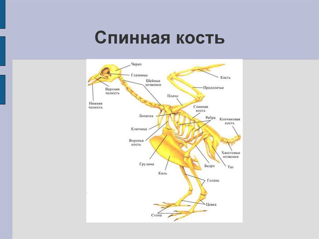 Приспособленность птиц к полету является. Спинная кость. Дорсальная кость. Спинная кость у птиц. Спинная кость 3d.