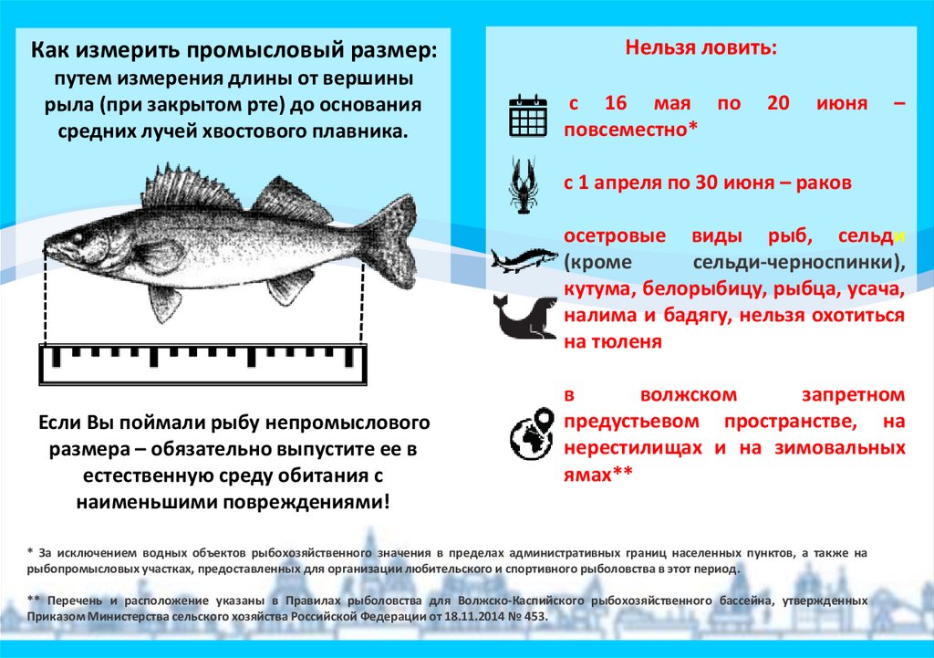 Разрешенный размер воблы 2024. Определитель рыб для рыбака. Астраханская рыба названия. Определитель рыб и беспозвоночных Каспийского моря. Определитель рыб Чукотки.