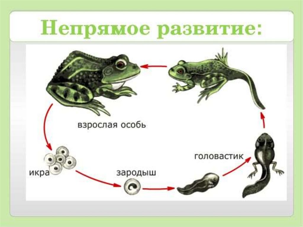 Какой тип развития характерен для лягушки. Непрямое размножение. Стадии размножения лягушки. Прямое и Непрямое размножение. Прост и равзитие животных.